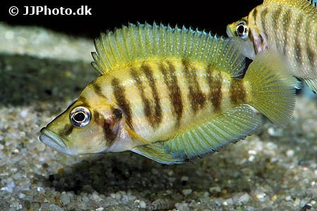Altolamprologus compressiceps